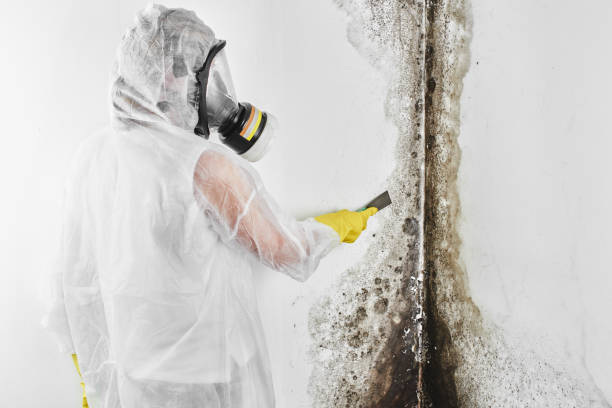 Best Home Mold Removal  in Lavalette, WV