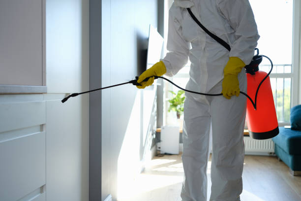 Best Local Mold Removal Service  in Lavalette, WV