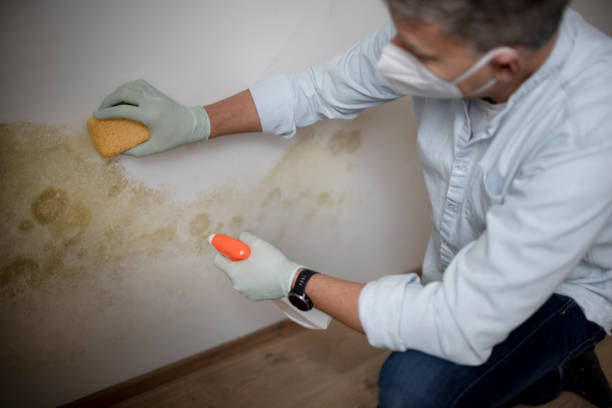 Best Home Mold Removal  in Lavalette, WV