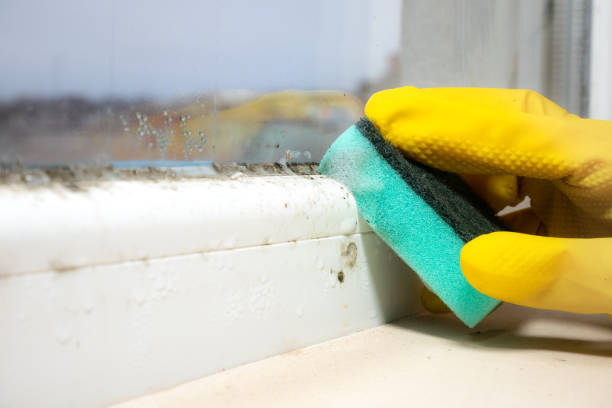 Best Black Mold Removal  in Lavalette, WV