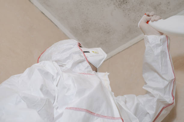 Best Home Mold Removal  in Lavalette, WV