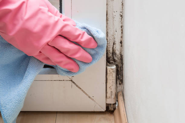 Best Same-Day Mold Removal  in Lavalette, WV